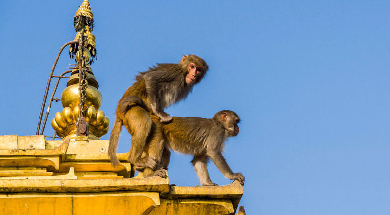 Illustration for article titled Cucarachas en el cráneo, canibalismo entre primates, estiércol que se ve desde el espacio. Lo mejor de la semana